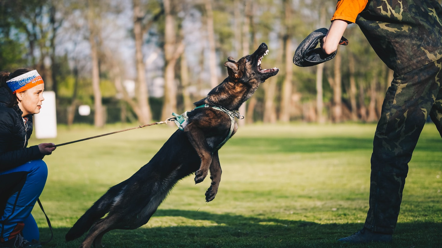 Understanding Temperament In Different Dog Breeds