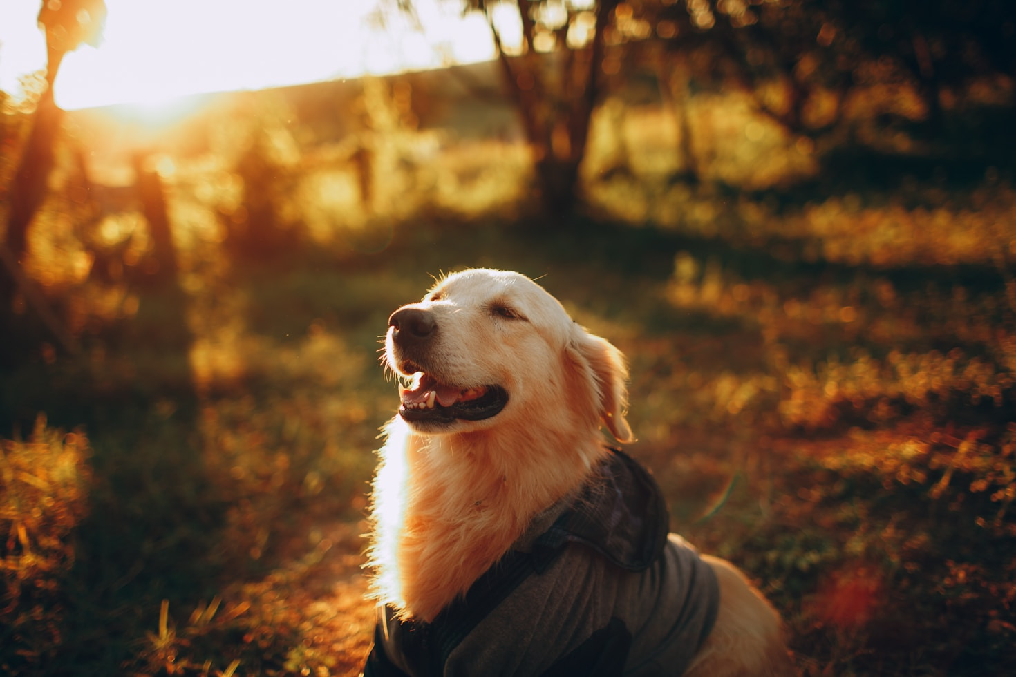 The Most Loyal Companions For Families