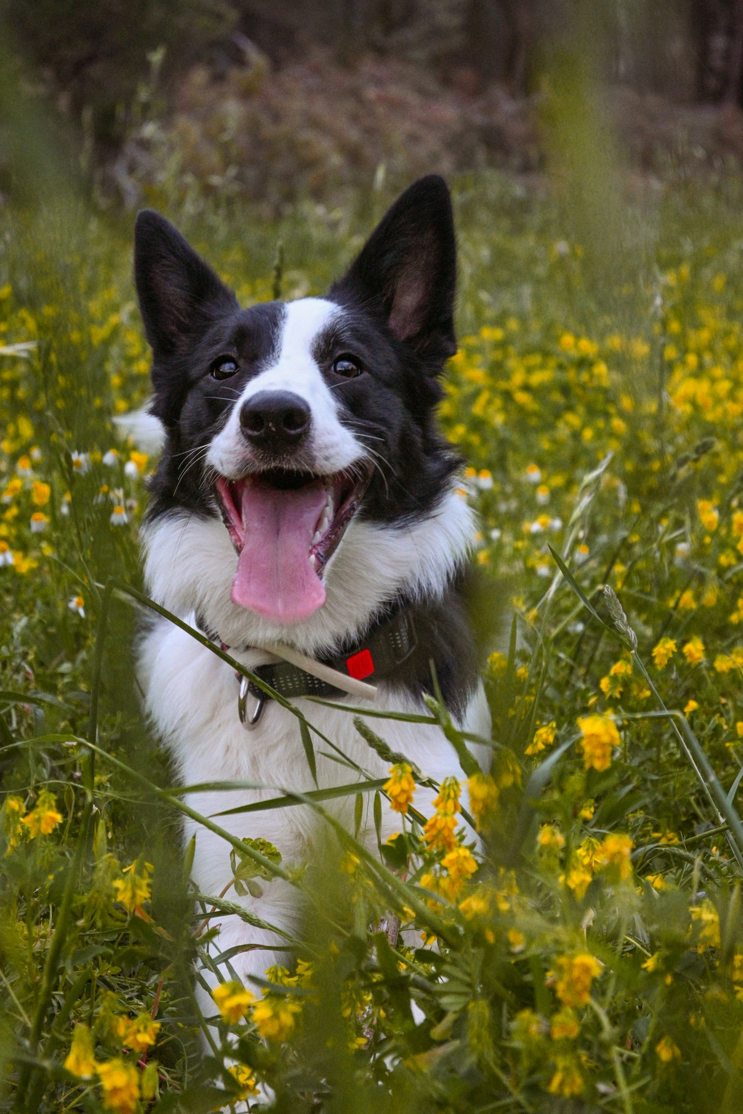 Essential Care Tips For Every Breed